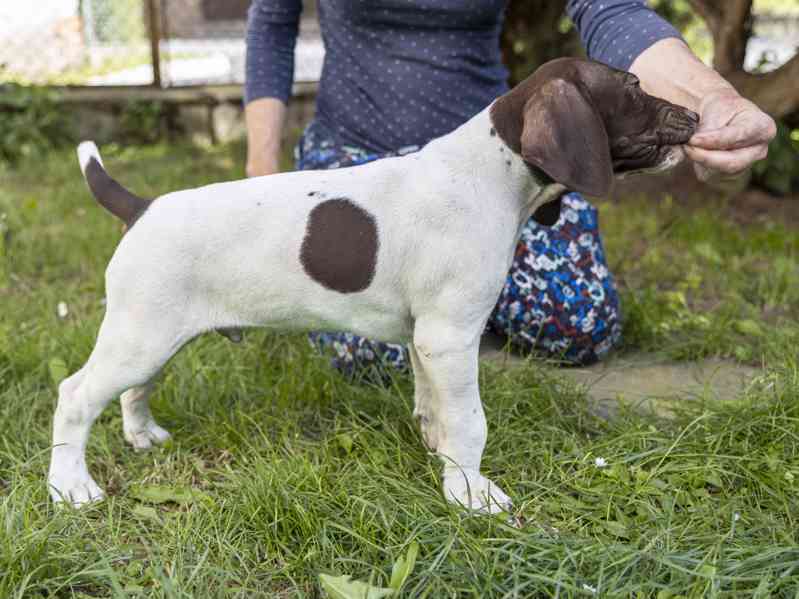 Německý krátkosrstý ohař štěňata - foto 7