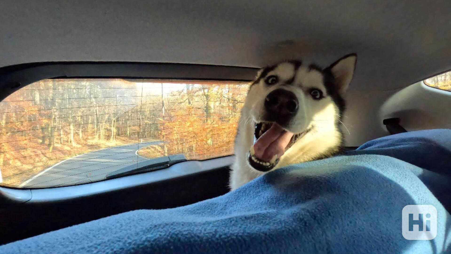 Hledá se nový domov pro ALFU - foto 1