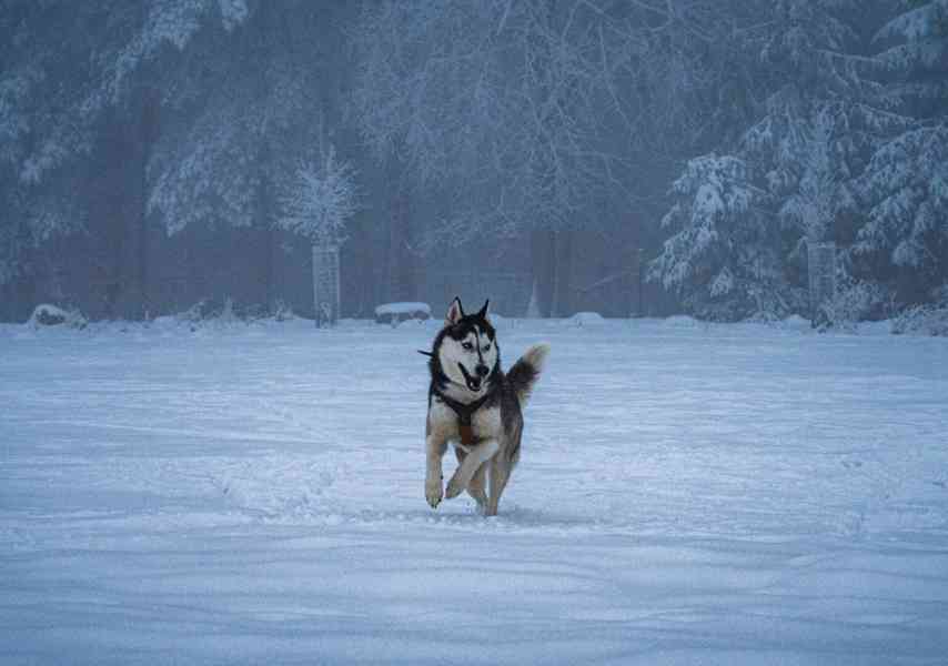 Hledá se nový domov pro ALFU - foto 5