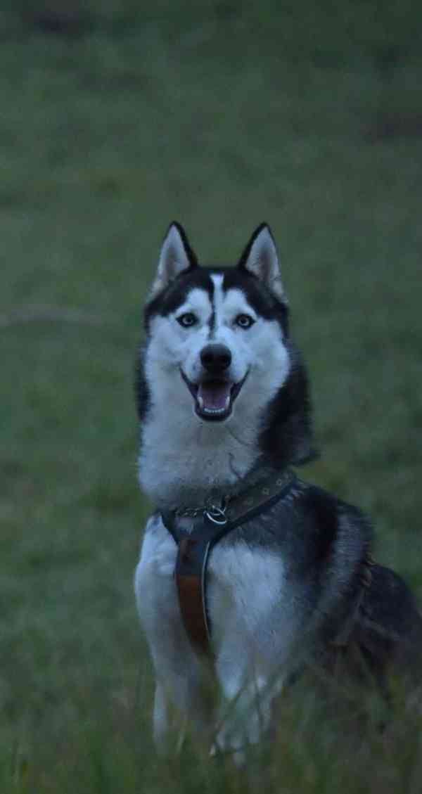 Hledá se nový domov pro ALFU - foto 3