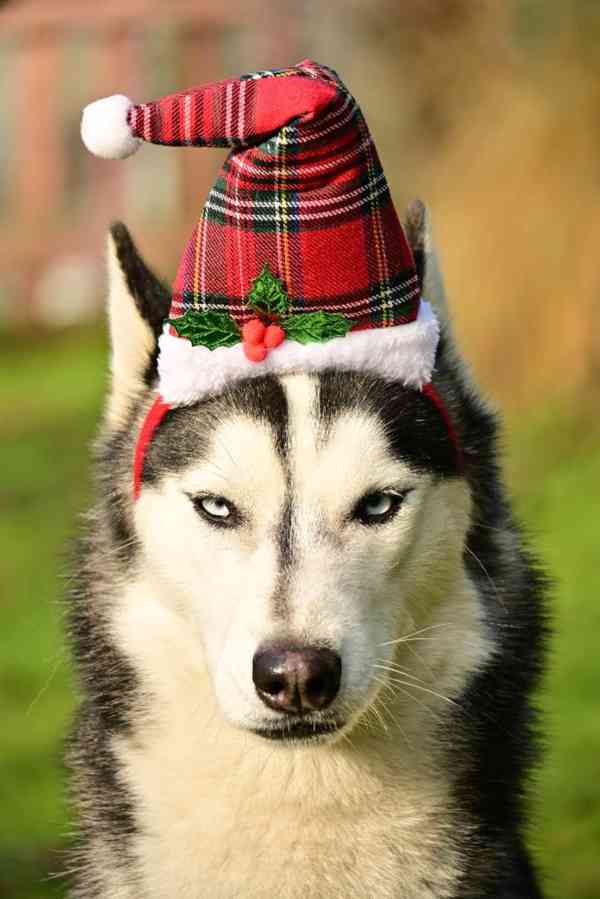 Hledá se nový domov pro ALFU - foto 4