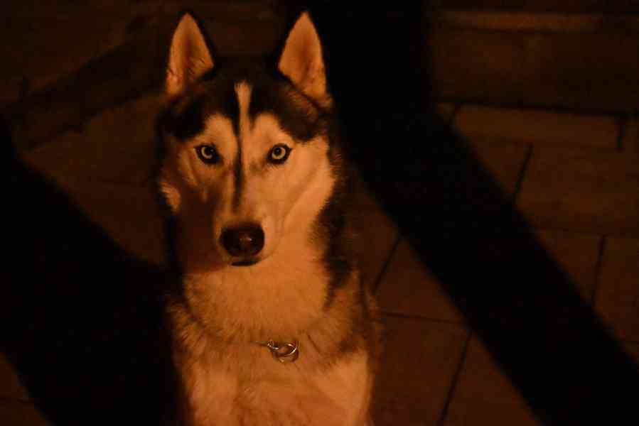 Hledá se nový domov pro ALFU - foto 2