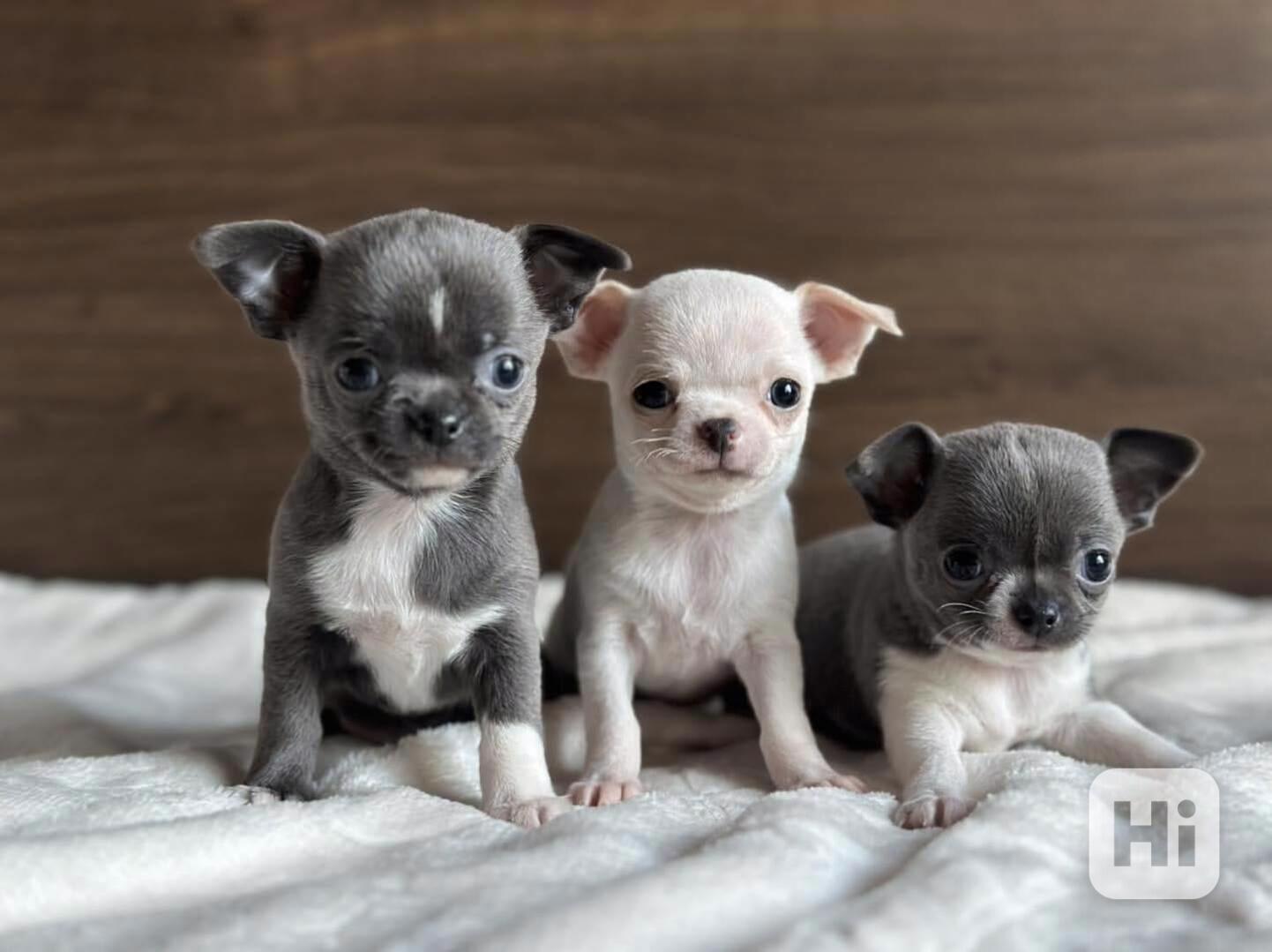 *Rozkošná 8týdenní štěňátka čivavy připravená na svůj trvalý - foto 1