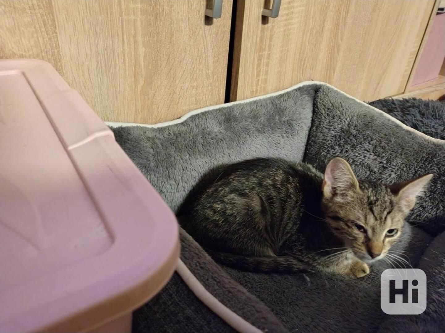 Hodný, mazlivý 2měsíční moureček Edík hledá domov, - foto 1