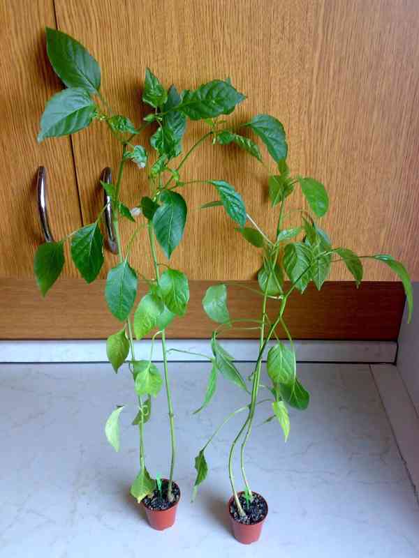 Nepálivá paprika "beraní roh" Spiralus - dvojice - foto 8