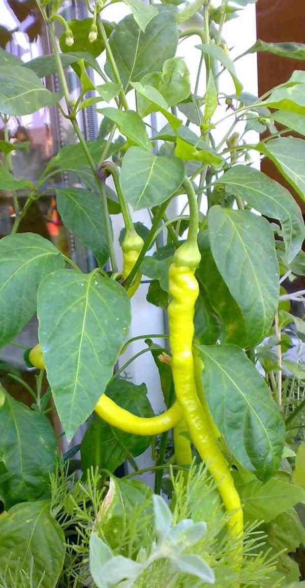 Nepálivá paprika "beraní roh" Spiralus - dvojice - foto 5
