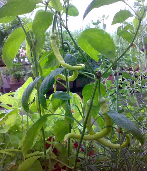 Nepálivá paprika "beraní roh" Spiralus - dvojice - foto 4