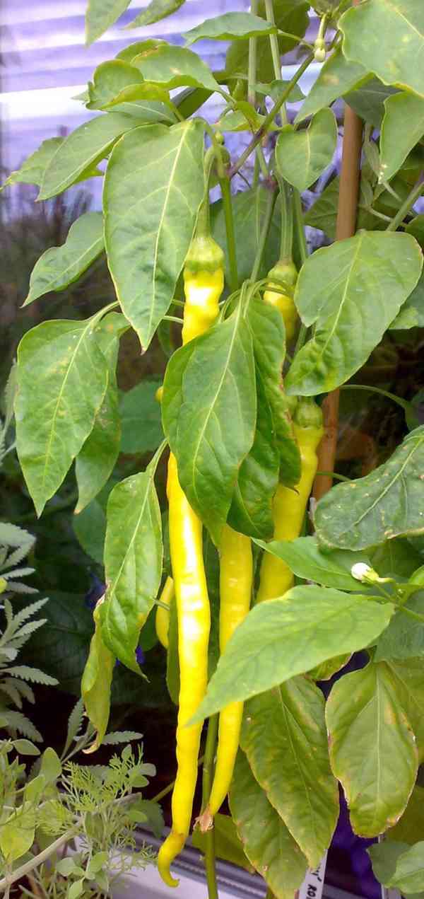 Nepálivá paprika "beraní roh" Spiralus - dvojice - foto 6
