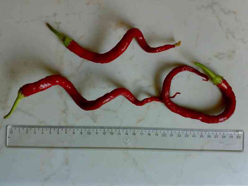 Nepálivá paprika "beraní roh" Spiralus - dvojice - foto 7