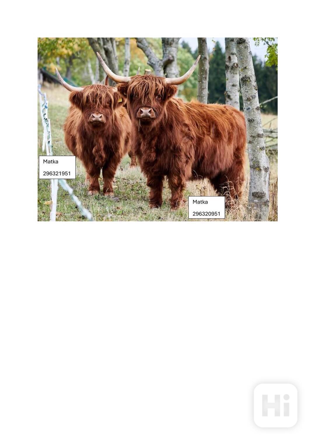 prodáme dvě chovné jalovice Highland - foto 1