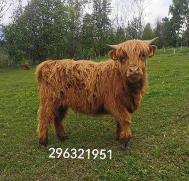 prodáme dvě chovné jalovice Highland - foto 3