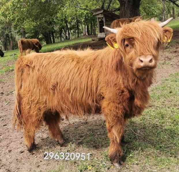 prodáme dvě chovné jalovice Highland - foto 2