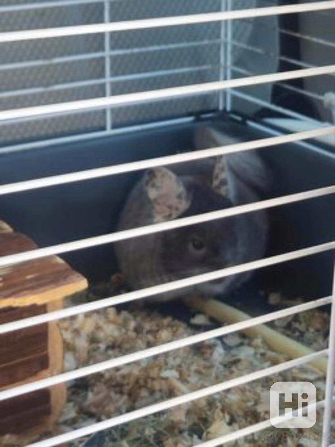 Činčila – 1 rok 🐭  - foto 1