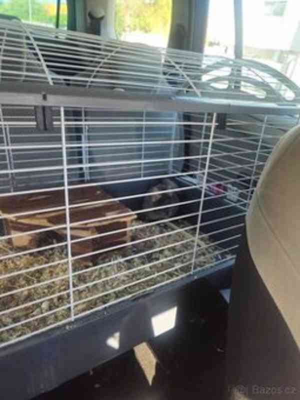 Činčila – 1 rok 🐭  - foto 2