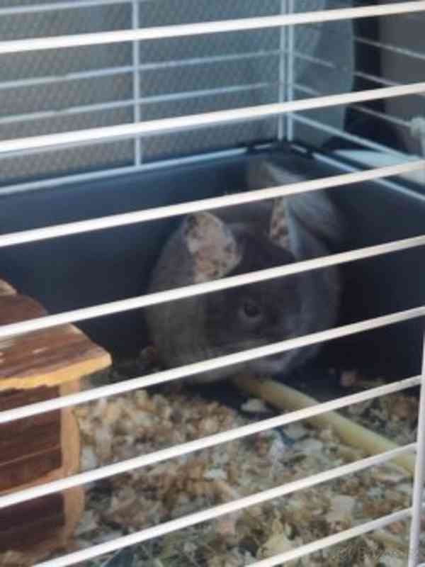 Činčila – 1 rok 🐭  - foto 1