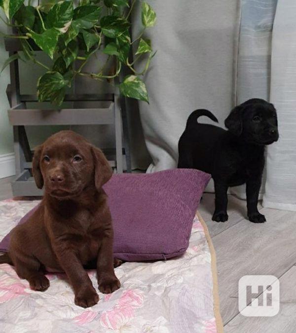 ozkošná, super malá štěňátka labradora k dispozici s doklady - foto 1