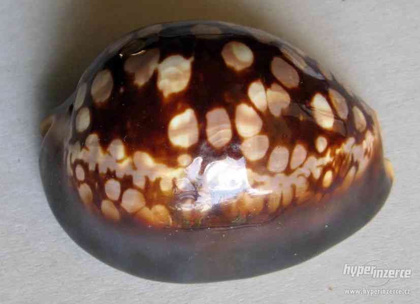 Cypraea mauritiana - foto 1