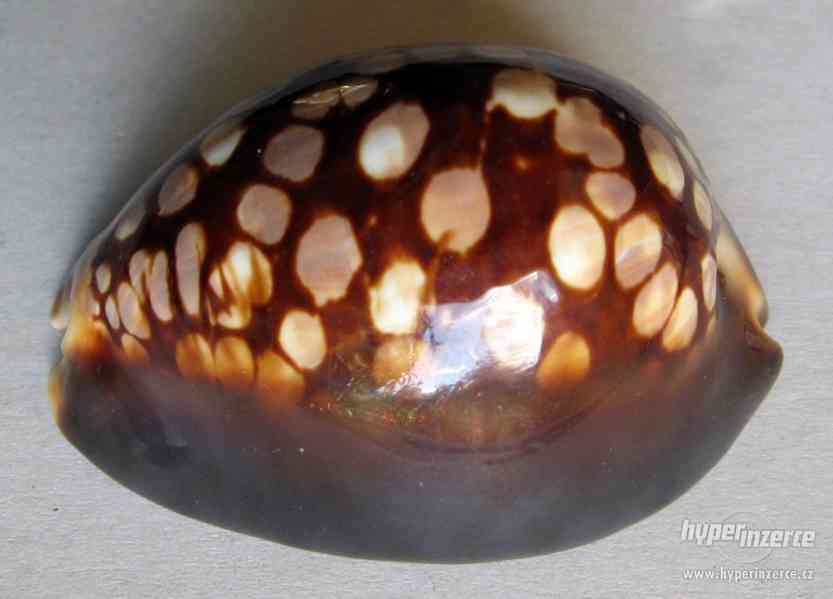 Cypraea mauritiana - foto 3