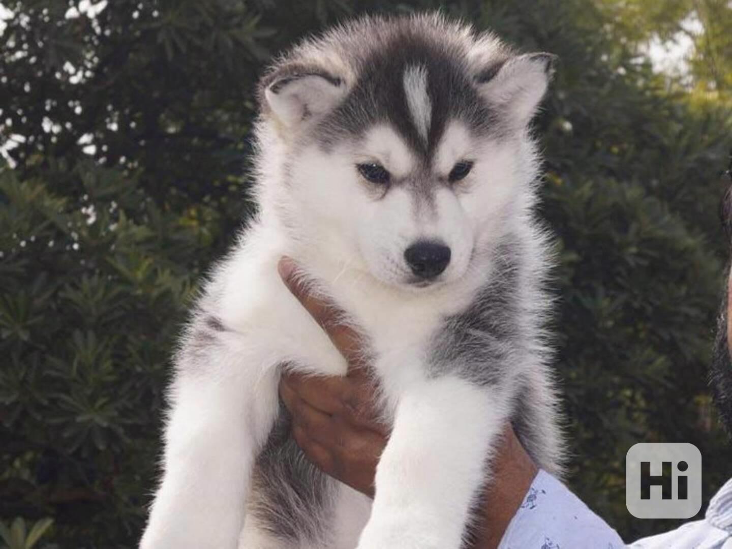 Štěňata sibiřského husky na prodej. - foto 1