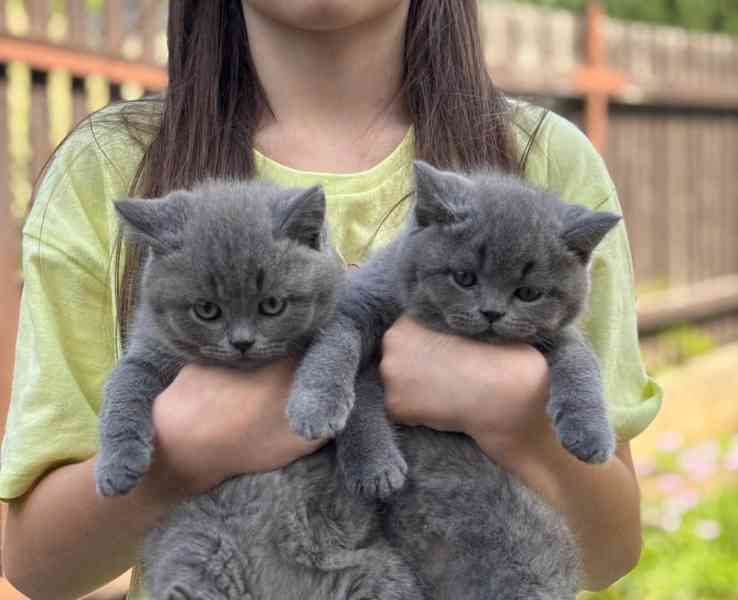 Britský kocourek ke krytí - foto 4