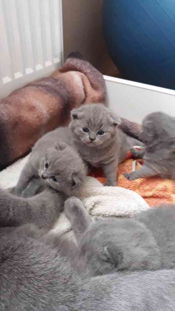 Britský kocourek ke krytí - foto 10