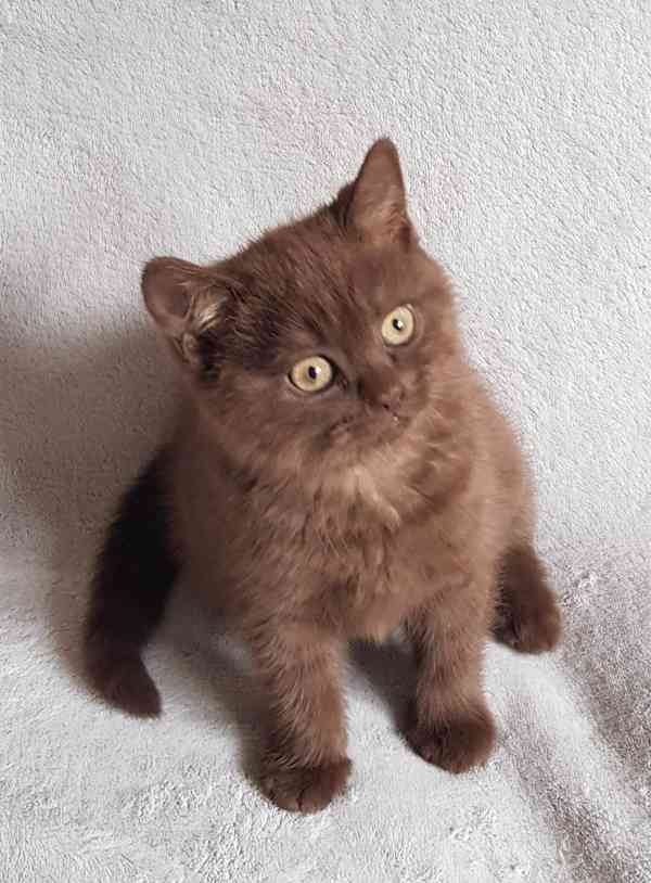 Britský kocourek ke krytí - foto 6