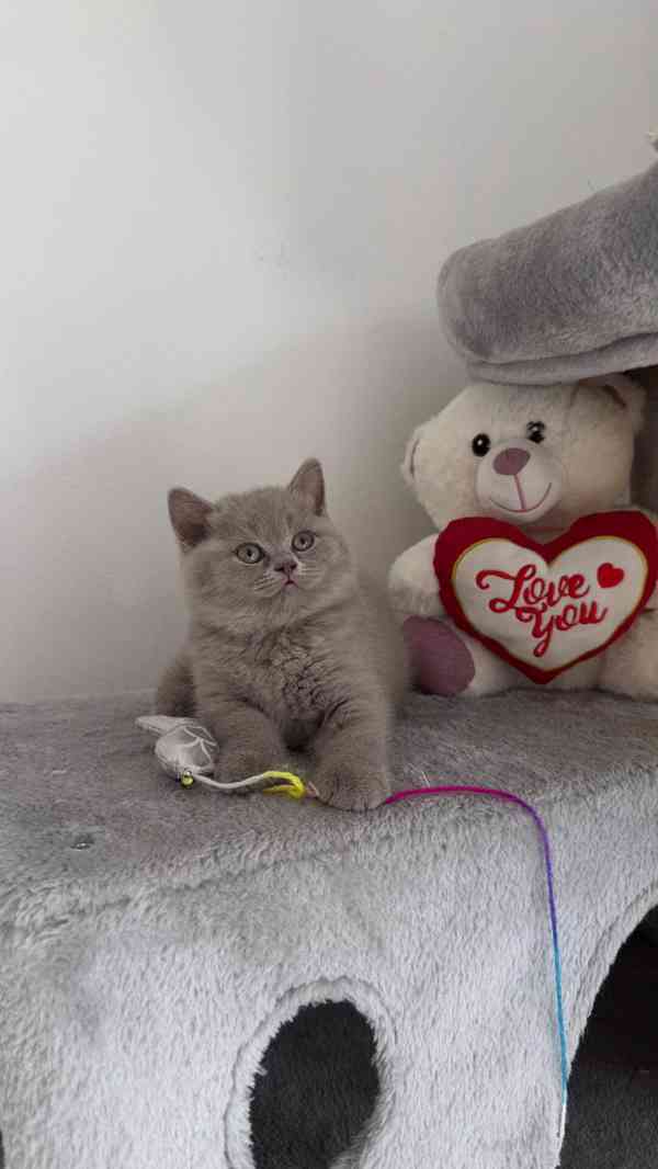 Britský kocourek ke krytí - foto 7