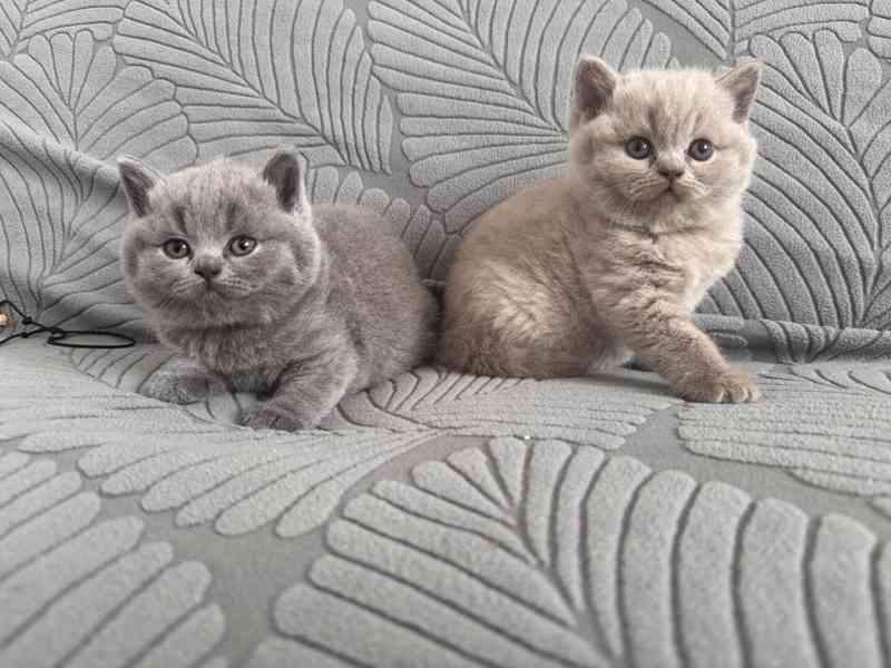 Britský kocourek ke krytí - foto 8