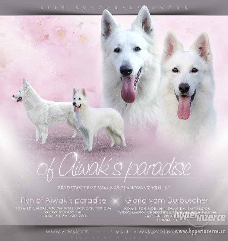 Bílý švýcarský ovčák s PP - foto 1