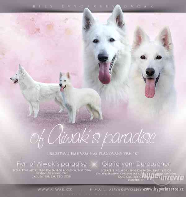 Bílý švýcarský ovčák s PP - foto 1