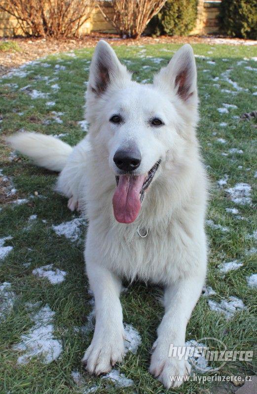 Bílý švýcarský ovčák s PP - foto 2