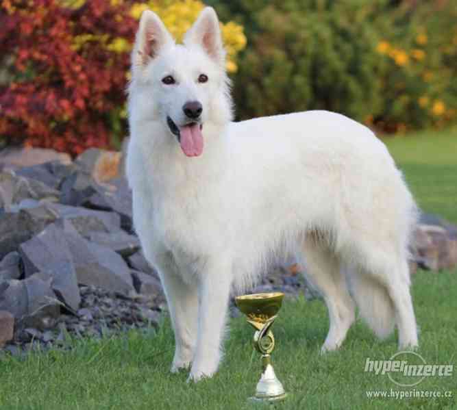 Bílý švýcarský ovčák s PP - foto 3