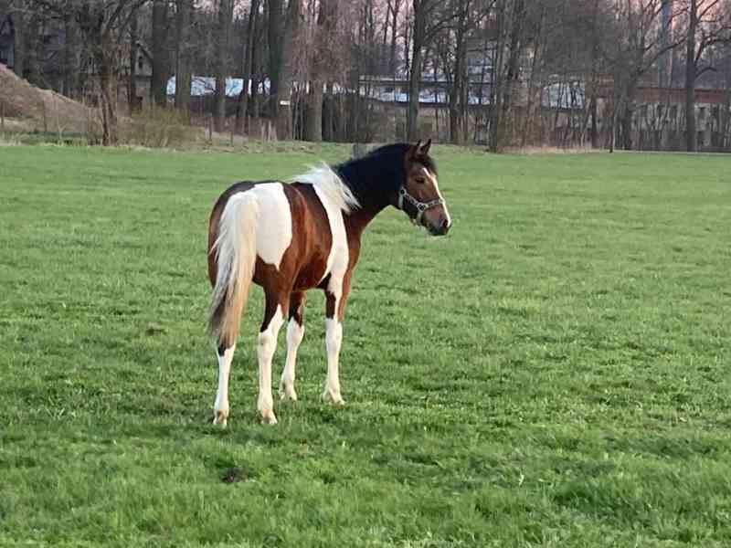 Klisna Aph x Hafling - foto 3