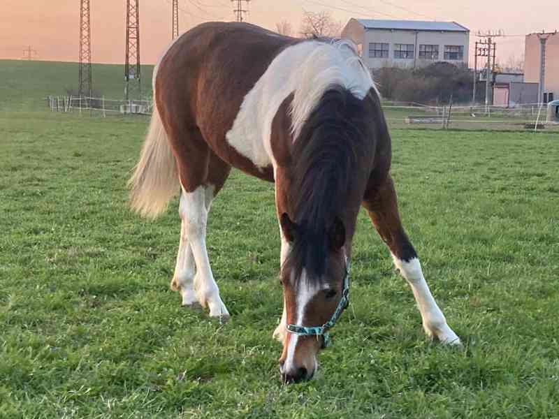 Klisna Aph x Hafling - foto 2