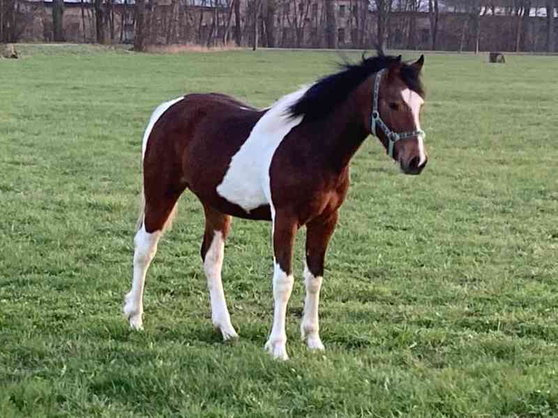 Klisna Aph x Hafling - foto 4