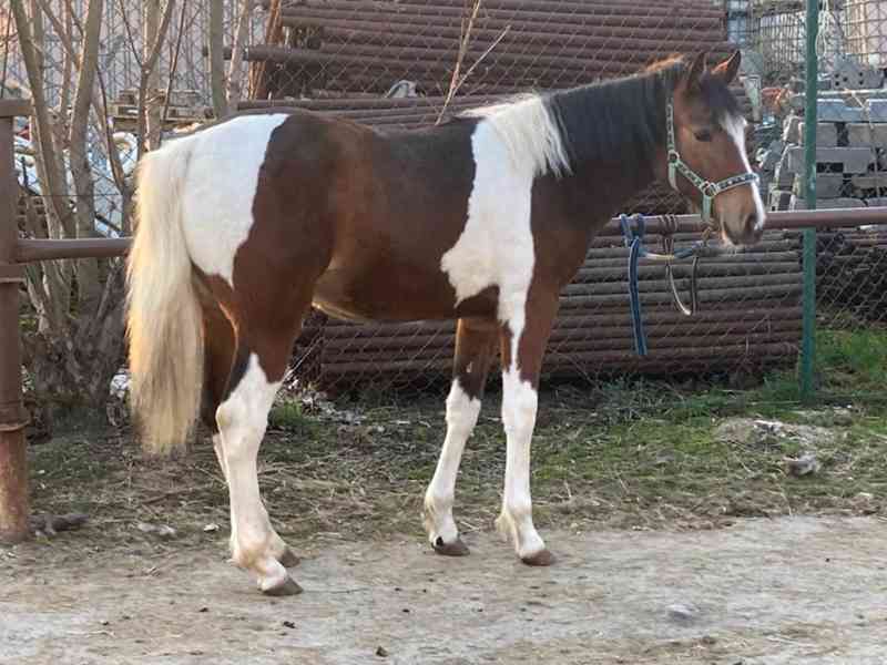 Klisna Aph x Hafling - foto 5