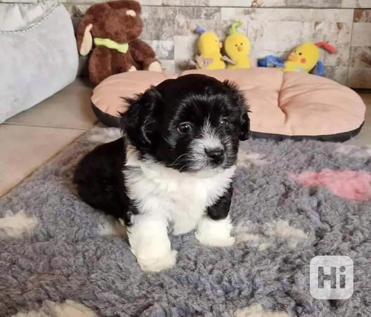 Tato krásná štěňátka Shih Tzu  - foto 1
