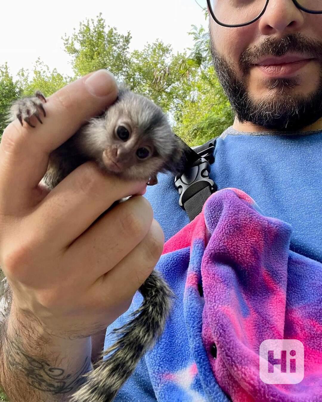 PRODEJ OPIC KOSMANŮ - foto 1