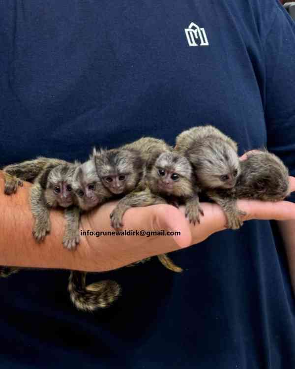 PRODEJ OPIC KOSMANŮ - foto 3