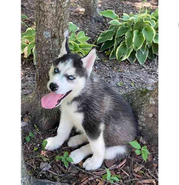 Čistokrevný sibiřský husky - foto 1