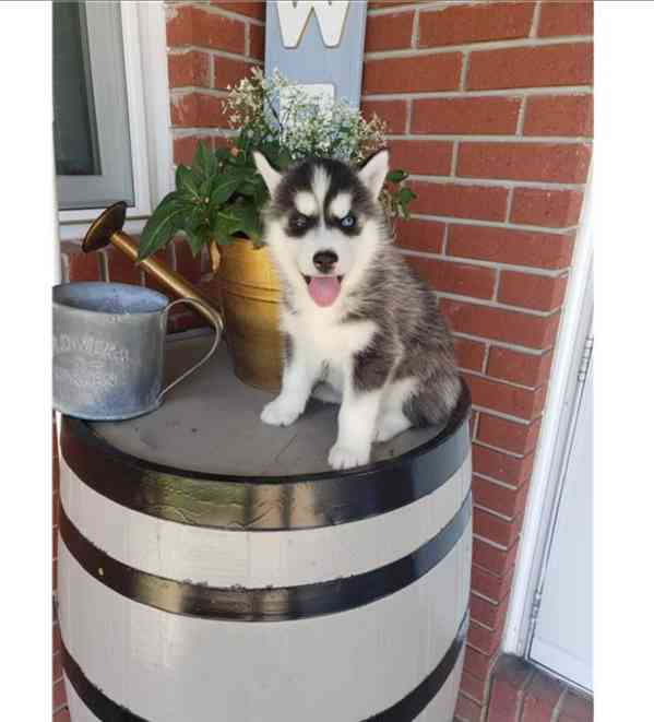 Čistokrevný sibiřský husky - foto 3
