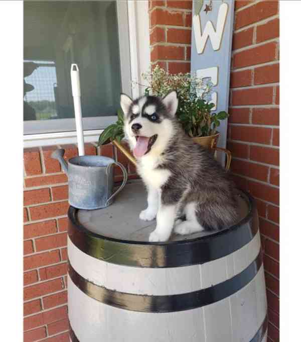 Čistokrevný sibiřský husky - foto 2