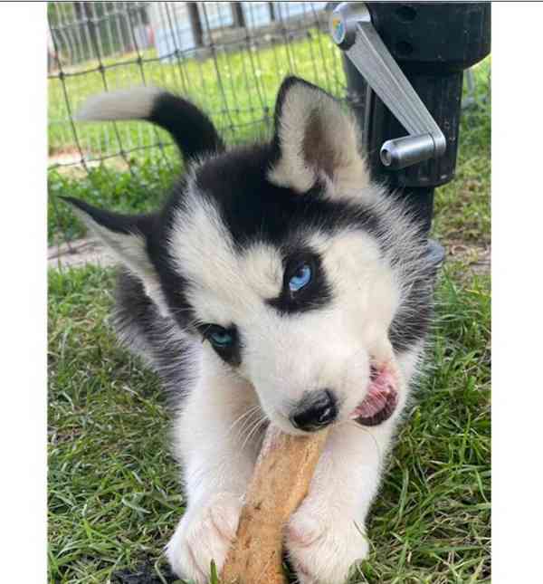 Čistokrevný sibiřský husky - foto 4