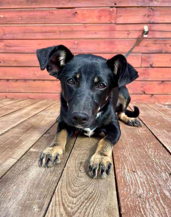 LESSI - štěně, fenečka 5 měsíců  - foto 1