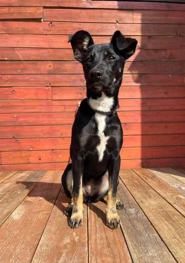 LESSI - štěně, fenečka 5 měsíců  - foto 2