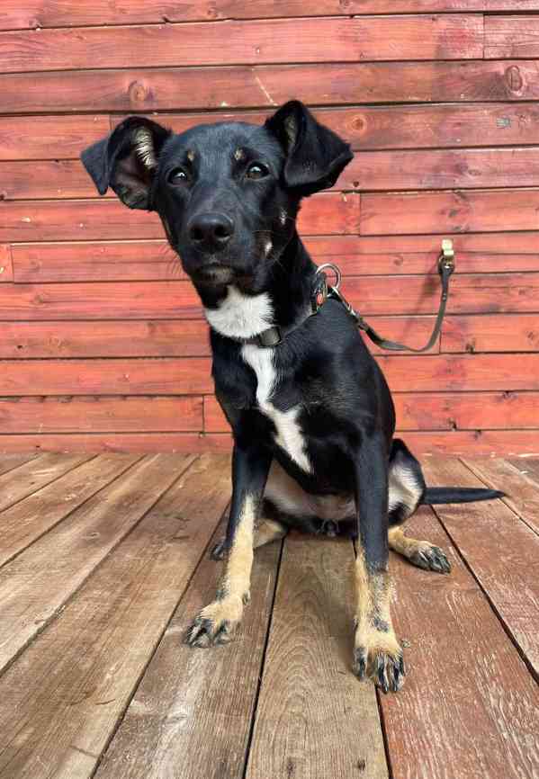 LESSI - štěně, fenečka 5 měsíců  - foto 3