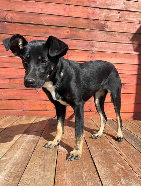 LESSI - štěně, fenečka 5 měsíců  - foto 4