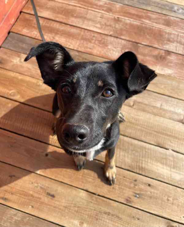 LESSI - štěně, fenečka 5 měsíců  - foto 5