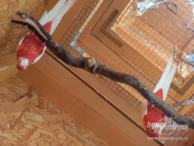 Rosela rubino poslední 0.1. - foto 2