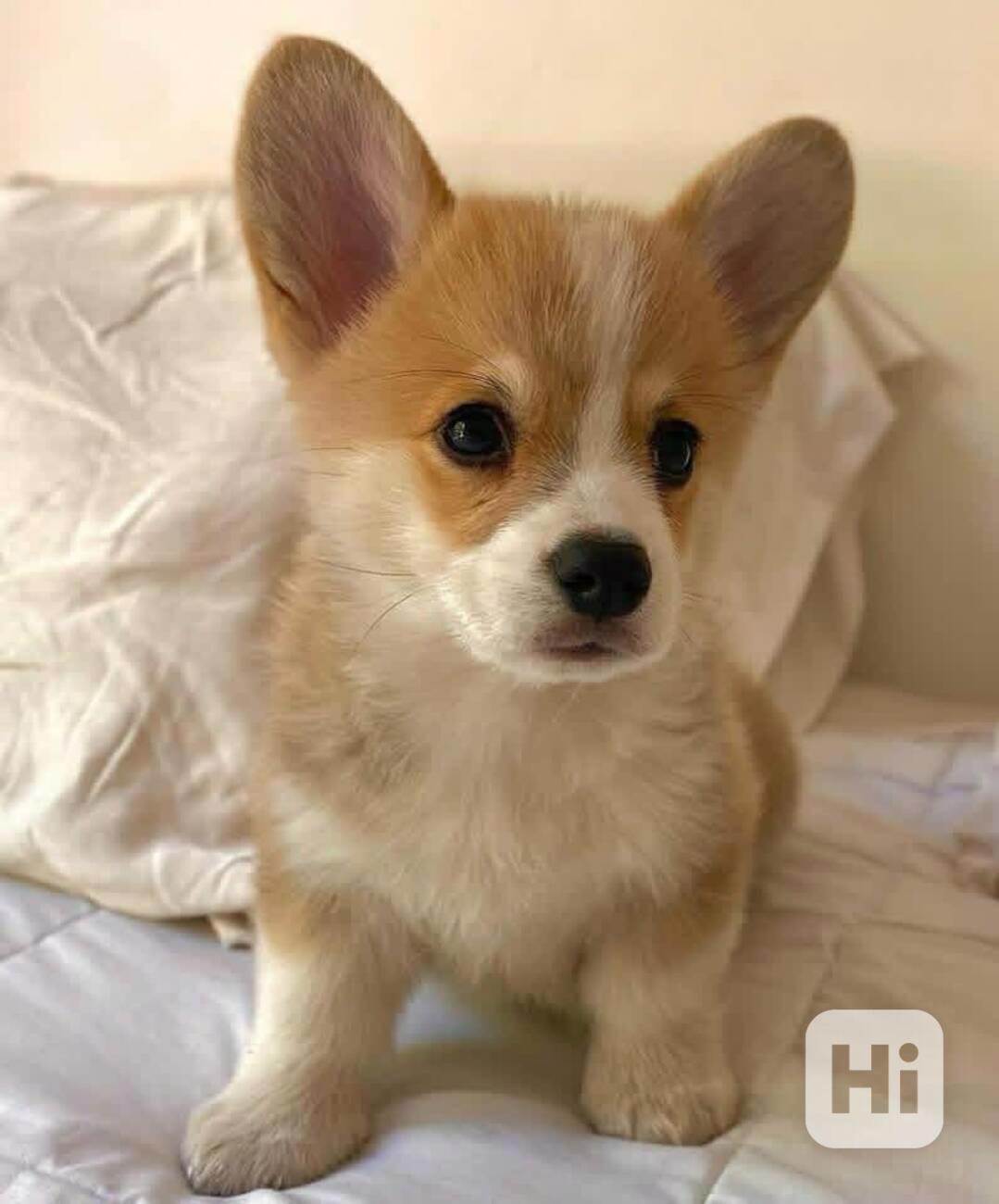 *Domácí štěňata corgi, samci a samice - foto 1